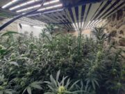Detenen 4 persones per cultivar marihuana en una masia de Castellolí